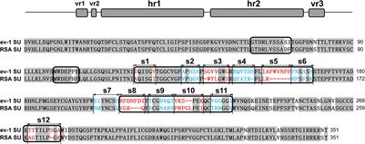 Residues 140–142, 199–200, 222–223, and 262 in the Surface Glycoprotein of Subgroup A Avian Leukosis Virus Are the Key Sites Determining Tva Receptor Binding Affinity and Infectivity